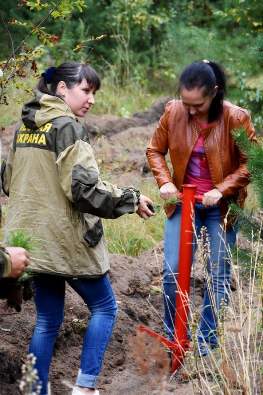 В Рязанской области высадили 600 сеянцев сосны по новейшей технологии - фото 11