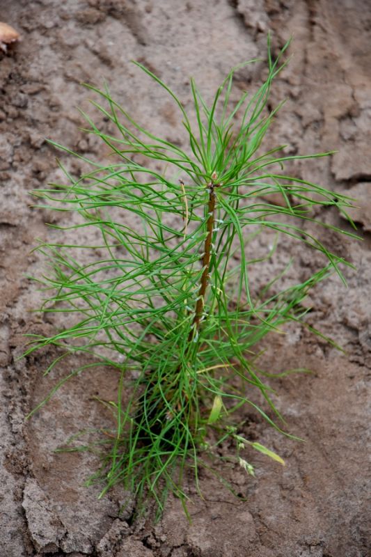 В Рязанской области высадили 600 сеянцев сосны по новейшей технологии - фото 15