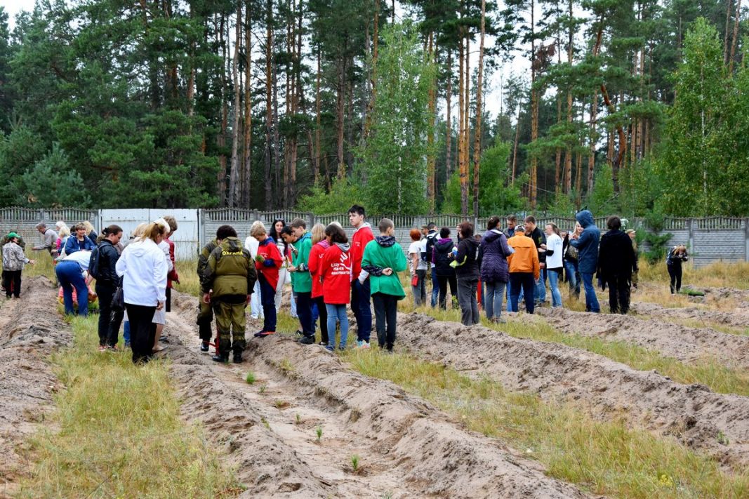 В Рязанской области высадили 600 сеянцев сосны по новейшей технологии - фото 16