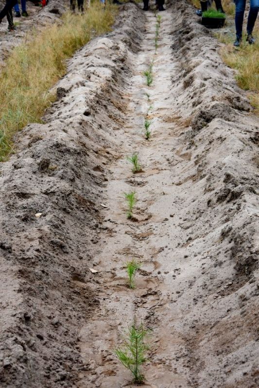 В Рязанской области высадили 600 сеянцев сосны по новейшей технологии - фото 17