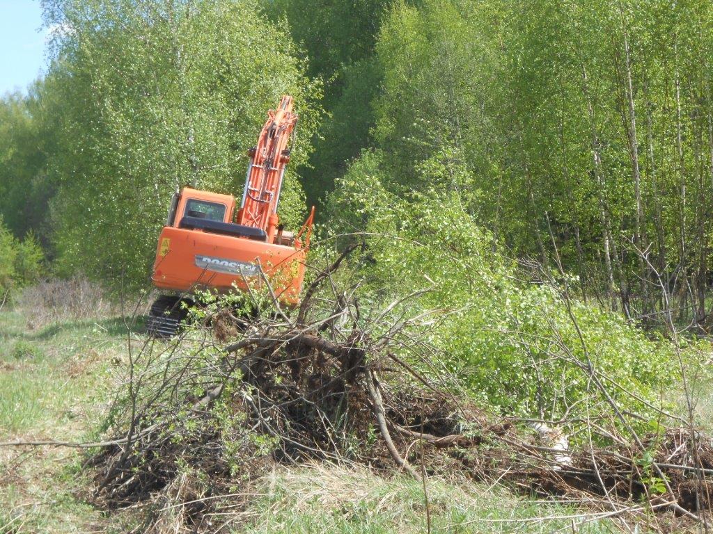 В Петровском питомнике Ярославской области приступили к мероприятиям,   направленным на увеличение посевного отделения питомника - фото 3