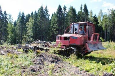 В Ярославской области планируется масштабная работа по посадке деревьев.    - фото 1