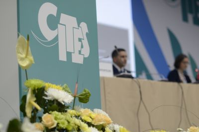 Глава Минприроды России Дмитрий Кобылкин открыл 70-е заседание Постоянного комитета СИТЕС - фото 1