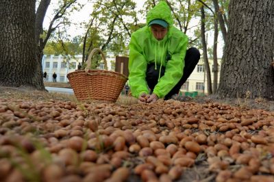 В лесничествах Воронежской области начался сбор желудей дуба - фото 1