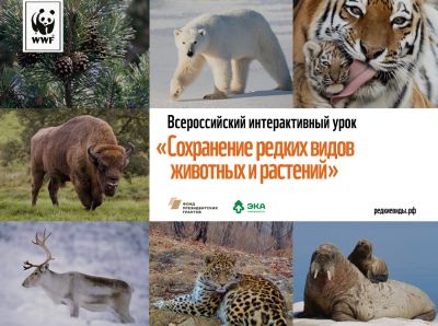 Общероссийский урок «Сохранение редких видов» стартует во Всемирный день защиты животных - фото 1