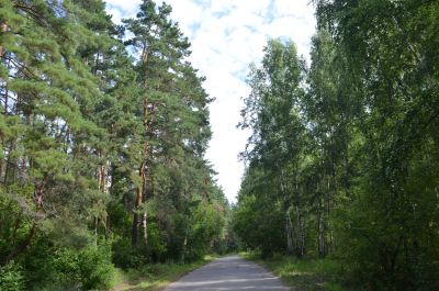 В Липецкой области подписан государственный контракт на разработку Лесного плана области - фото 1