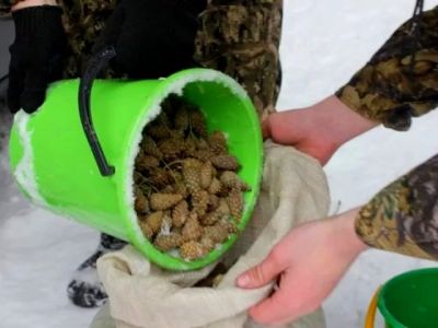 Заготовка шишек в лесах Рязанской области - фото 1