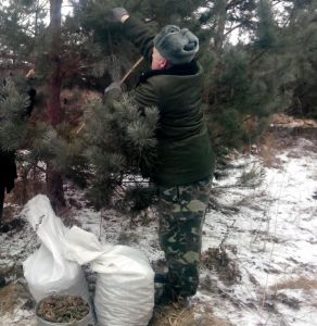 В лесах Белгородской области собрано более 30 тонн шишек - фото 1