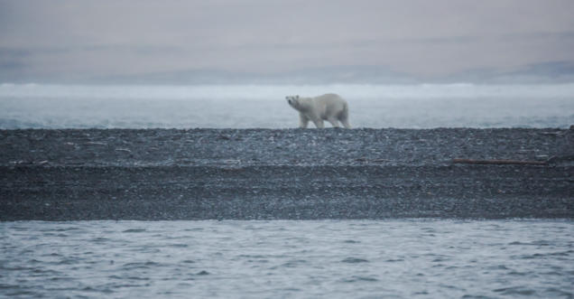 WWF оценил выполнение плана по сохранению белых медведей - фото 2
