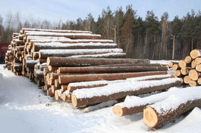 Лесозаготовительная деятельность костромских арендаторов лесных участков - фото 1