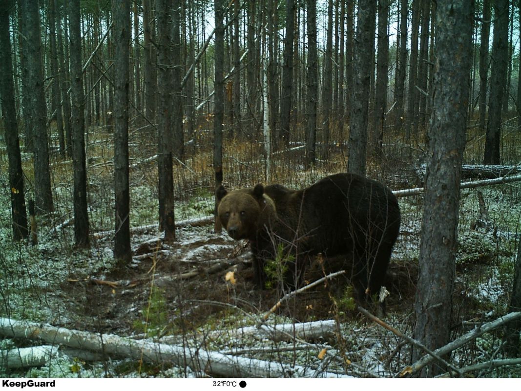 В Керженском заповеднике медведь восемь дней ел лося - фото 2