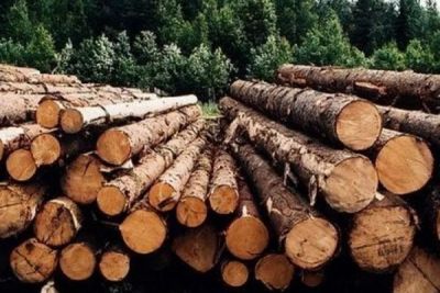Количество нарушений в сфере оборота древесины на территории Ярославской области сократилось - фото 1
