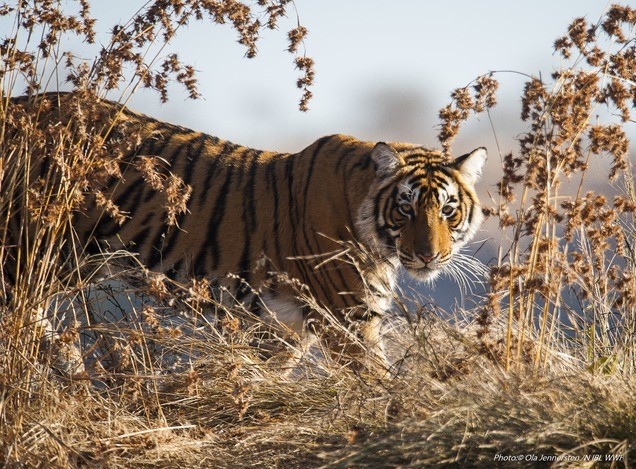 WWF и Минсельхоз обсудили первые практические шаги по реализации программы реинтродукции тигра в Казахстане - фото 2