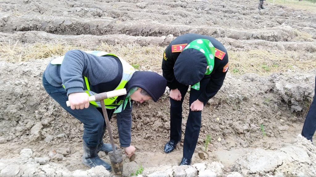 В рамках Всероссийской акции «Живи, лес!» в Ярославской области высажено 30, 5 тысяч хвойных деревьев - фото 3