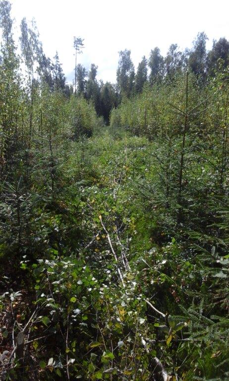 СГБУ ЯО «Лесная охрана» заканчивает выполнение мероприятий по лесовосстановлению Ярославской области - фото 2