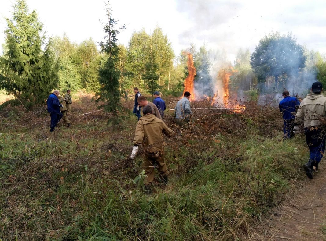 Лесопожарная служба Смоленщины продолжает выполнение мероприятий по лесовосстановлению - фото 2