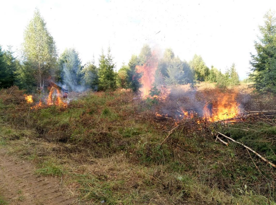 Лесопожарная служба Смоленщины продолжает выполнение мероприятий по лесовосстановлению - фото 5