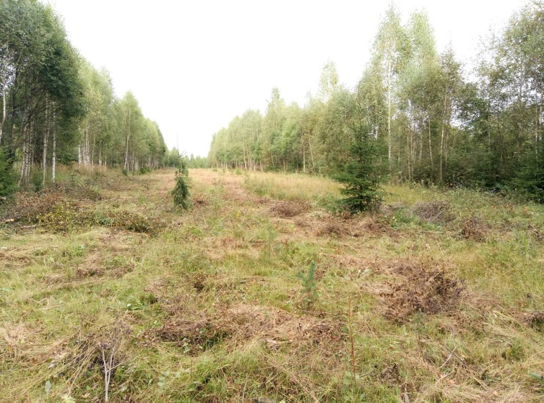 Лесопожарная служба Смоленщины продолжает выполнение мероприятий по лесовосстановлению - фото 6