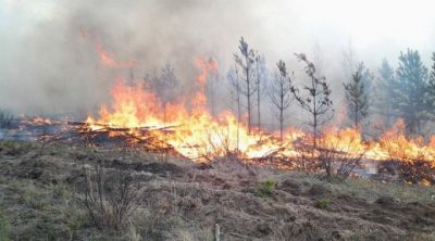 В костромских лесах  наступает угроза возникновения «ягодных» и «грибных» пожаров - фото 1