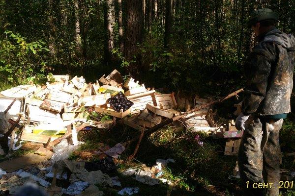 Ликвидация несанкционированных свалок на территории лесного фонда Ярославской области - фото 9