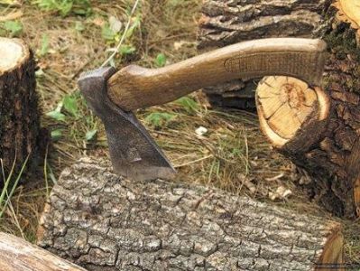 Недобросовестный лесозаготовитель Воронежской области  понес наказание - фото 1