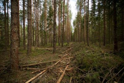 Воронежский лесопожарный центр наладил   реализацию мелкотоварной древесины - фото 1