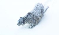 WWF подвел итоги полномасштабных учетов снежного барса в России - фото 1