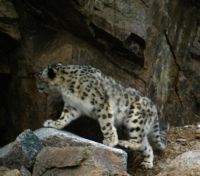 WWF подвел итоги полномасштабных учетов снежного барса в России - фото 2