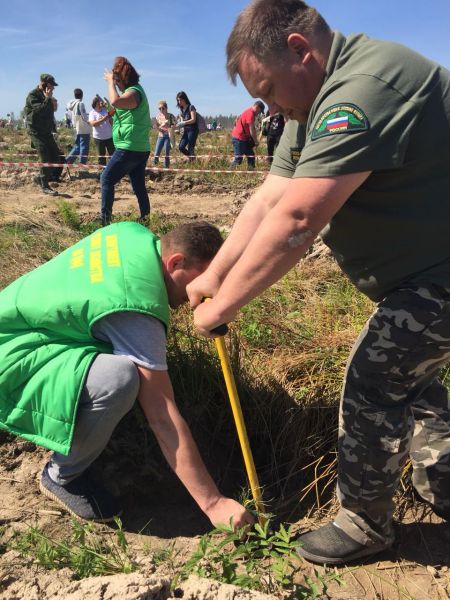 Департамент лесного хозяйства по ЦФО поддержал акцию «Лес Победы» - фото 3