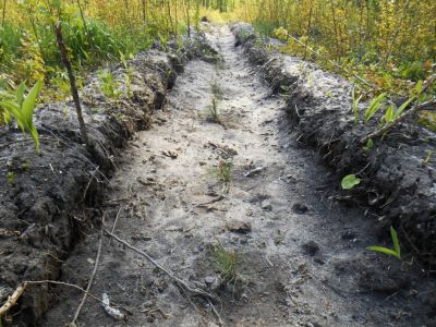 На Смоленщине завершилась техническая приемка лесных культур - фото 1