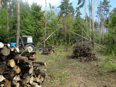 Уборка неликвидной древесины вокруг Воронежа продолжается - фото 1