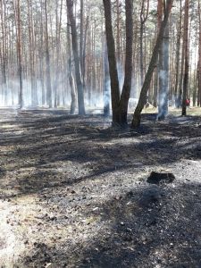 В отдельных районах Брянской области введен особый противопожарный режим в лесах - фото 1