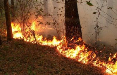 С начала пожароопасного сезона в Ярославской области  зафиксирован первый лесной пожар - фото 1