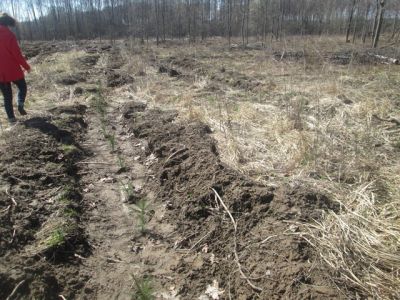 Этой весной на Смоленщине высажено свыше 8 миллионов деревьев - фото 1