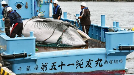 Выход Японии из Международного китобойного договора может принести пользу китам. - фото 1