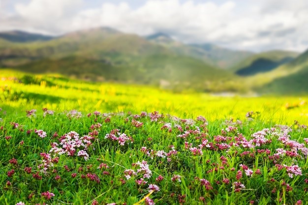 Польза цветов для экологии: как растения спасают планету - фото 3