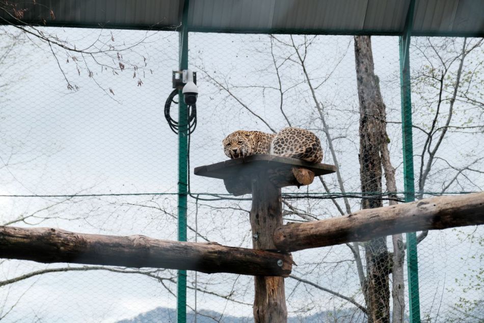 Александр Козлов: Сочинский Центр восстановления переднеазиатских леопардов будет обновлен и открыт для посещений  - фото 3