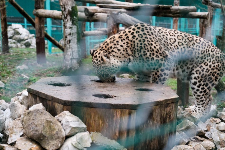 Александр Козлов: Сочинский Центр восстановления переднеазиатских леопардов будет обновлен и открыт для посещений  - фото 4