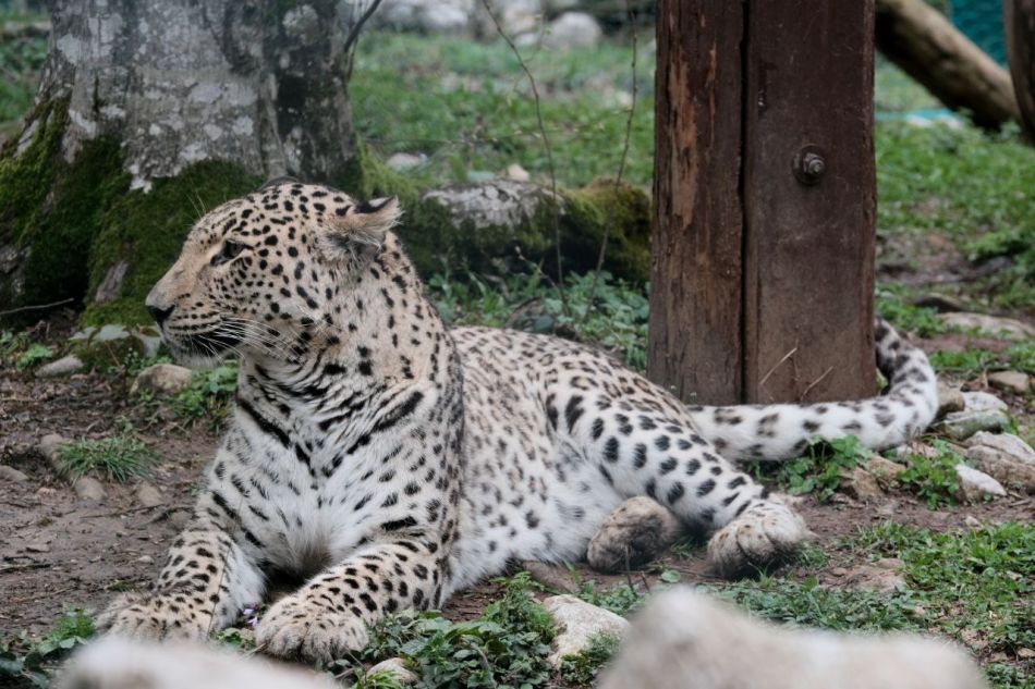 Александр Козлов: Сочинский Центр восстановления переднеазиатских леопардов будет обновлен и открыт для посещений  - фото 5