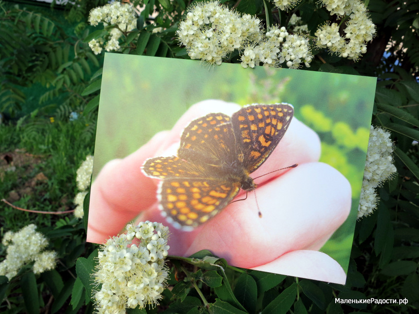 Эко-открытки, которые радуют и людей и природу - фото 1