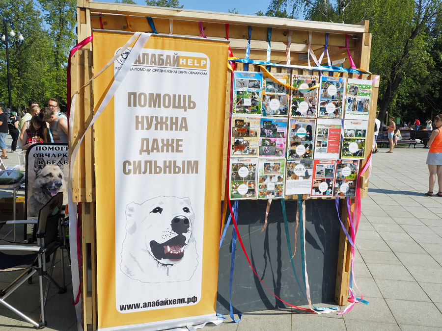 Выставка бездомных собак на ВДНХ - фото 4