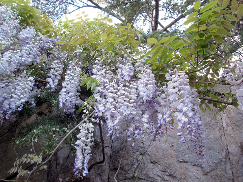 Фото корня глицинии