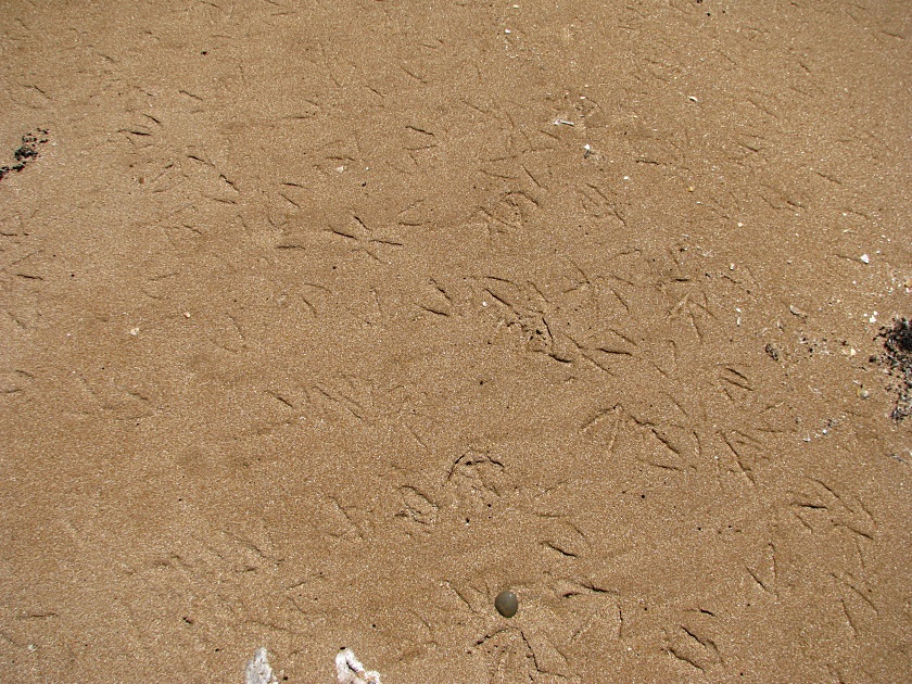 Мыс Опук-золотой песок и скалы-корабли - фото 32