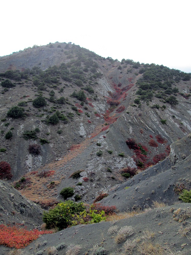 Как мы в лесу осень искали - фото 80