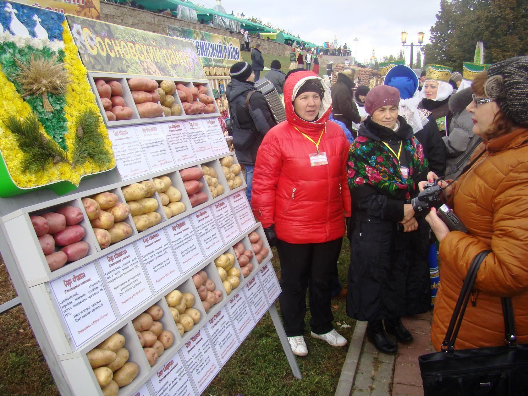  «Фестиваль Тамбовской картошки» на Покровской ярмарке 2015 - фото 8