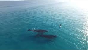  Видео с китами,  набравшее более 3 млн просмотров - фото 1