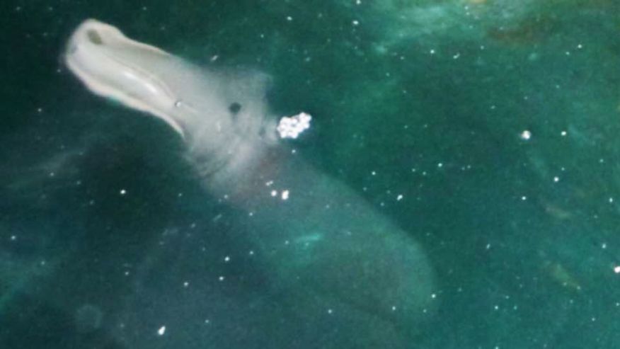  У берегов города Парга появилось странное морское животное - фото 1