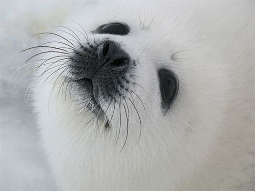  Россия - первая в мире страна, полностью запретившая бойню детёнышей тюленя! - фото 1