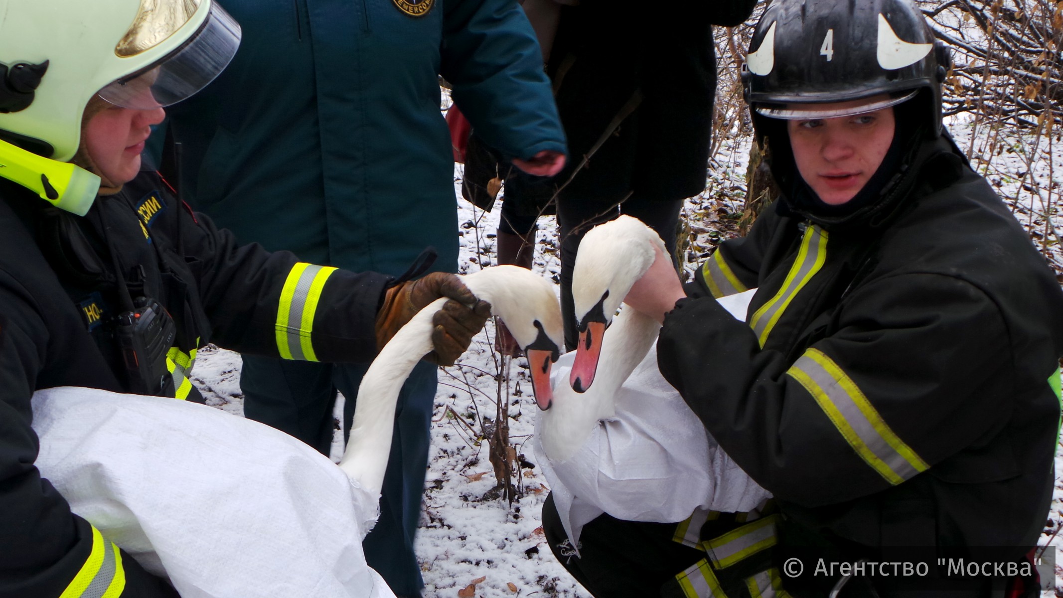  Пару лебедей спасли на замерзающем Троекуровском пруду - фото 2