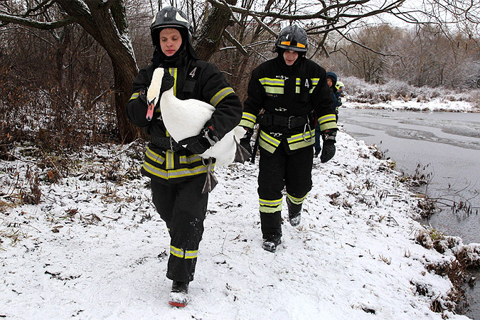  Пару лебедей спасли на замерзающем Троекуровском пруду - фото 1